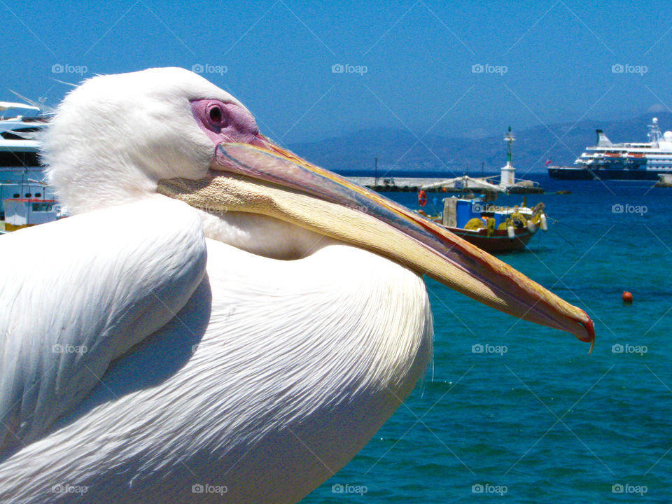 Mykonos - Greece. Pelican, symbol of Mykonos city. Beatiful and huge bird that lives at this wonderful island.