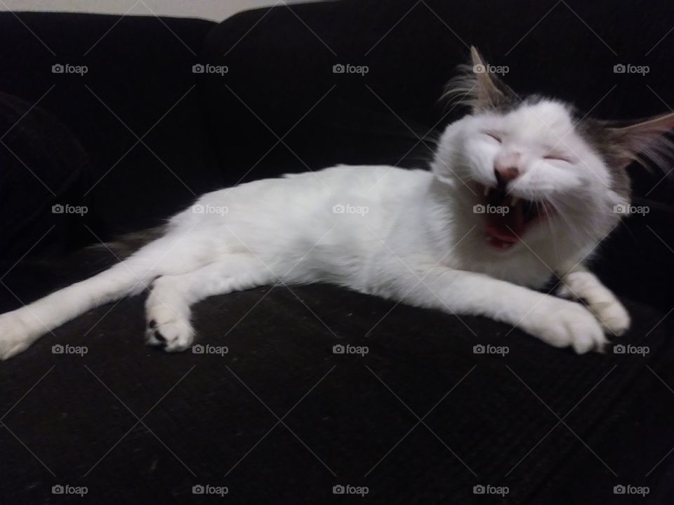 A white cat name Cloud yawning