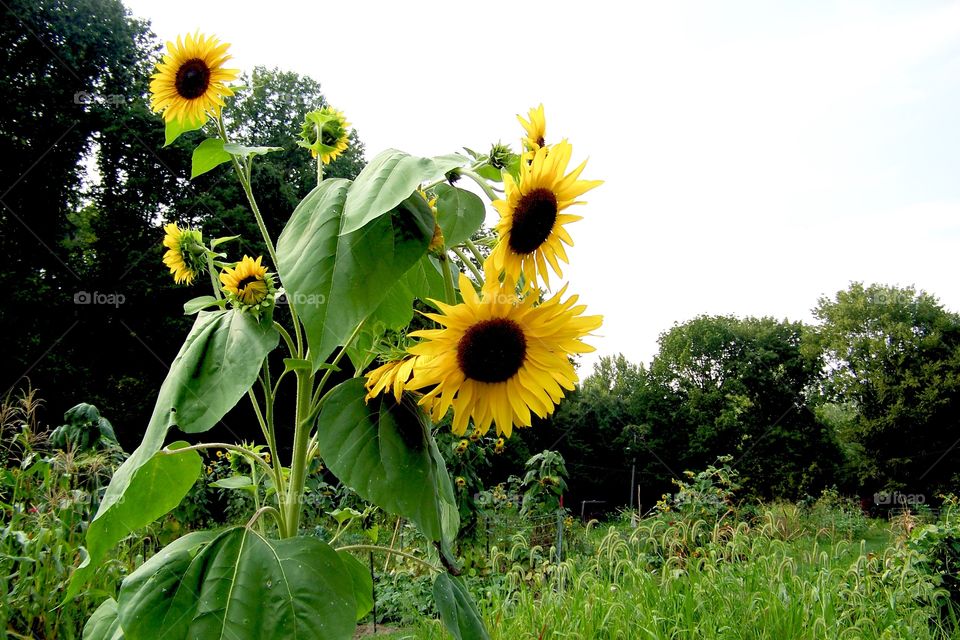 Sunflowers growing in garden 