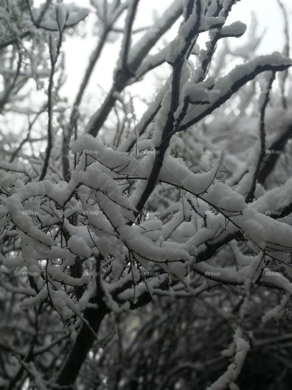 Tree, Winter, Wood, Nature, Branch
