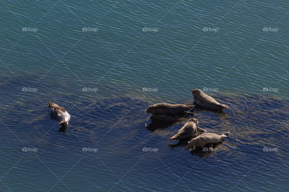 Harbor seals relaxing in the harbor