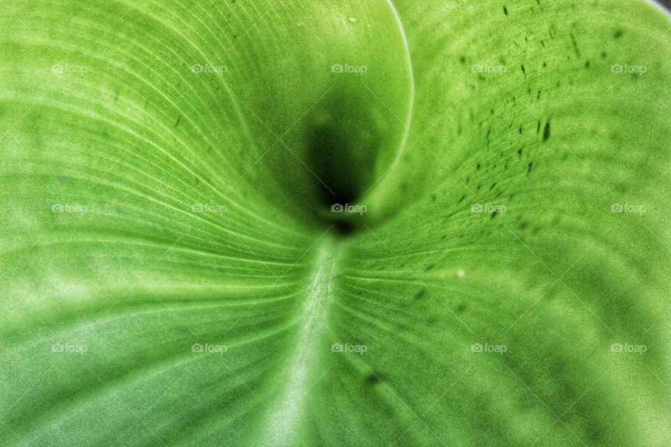 a green leaf from my garden.