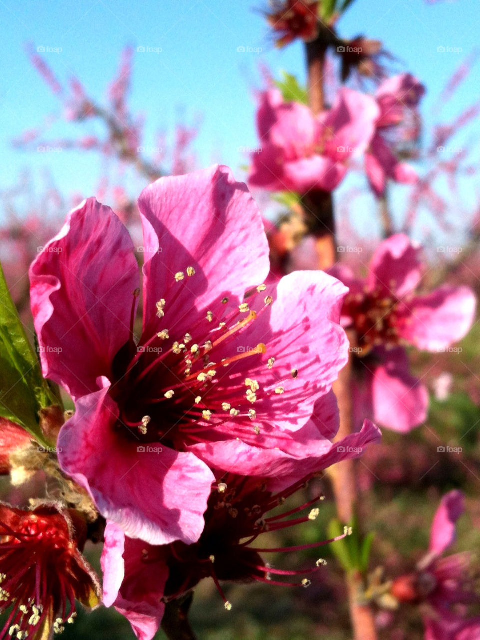 spring pink flower tree by himan83gr