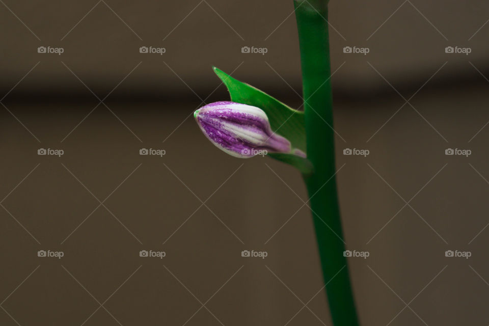 flower ready to bloom