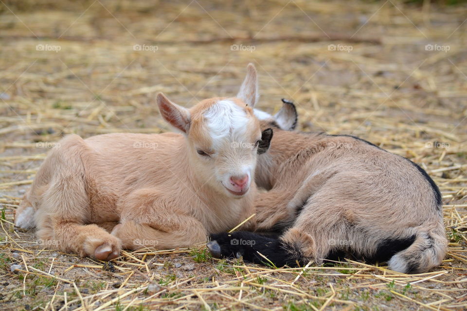 Two cute goat kids