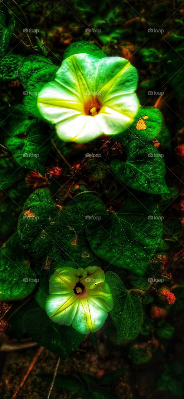 Flowers with more colors