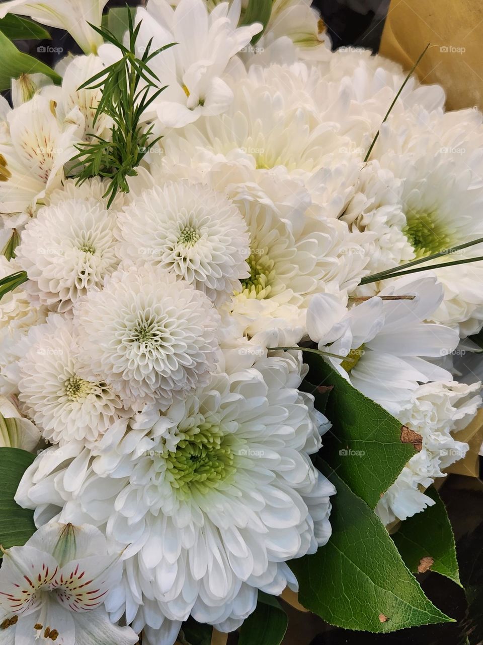 close up of white and green Chrysanthemum flower blossom bouquet