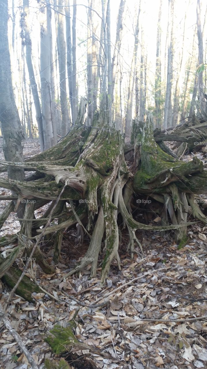 Old Stump