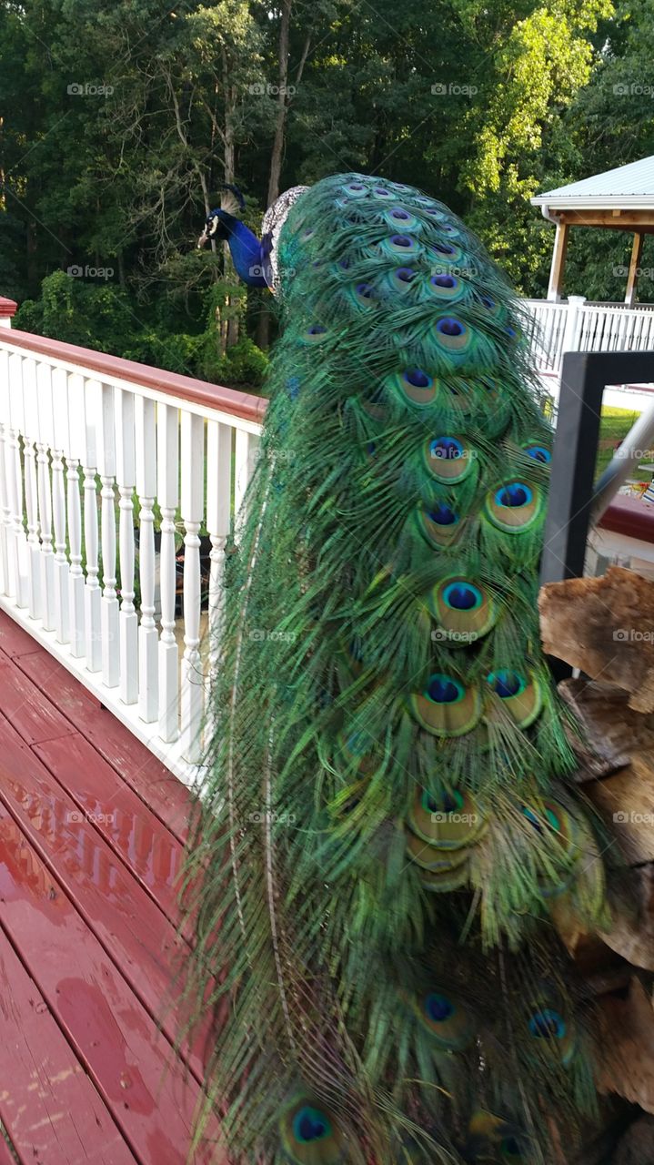 Peacock, Bird, Feather, Zoo, Nature