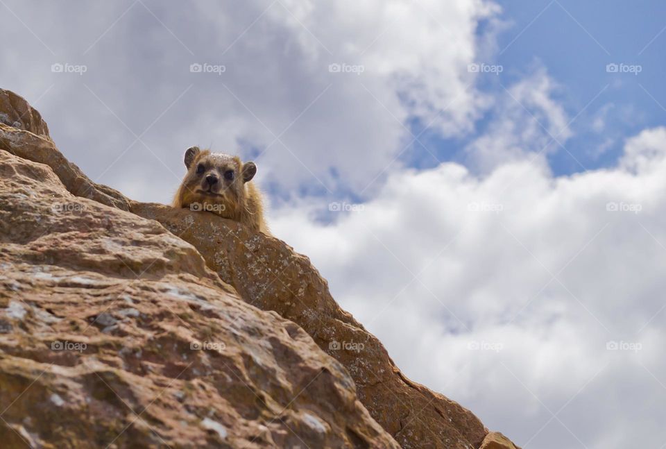 From a Cape rock hyrax perspective