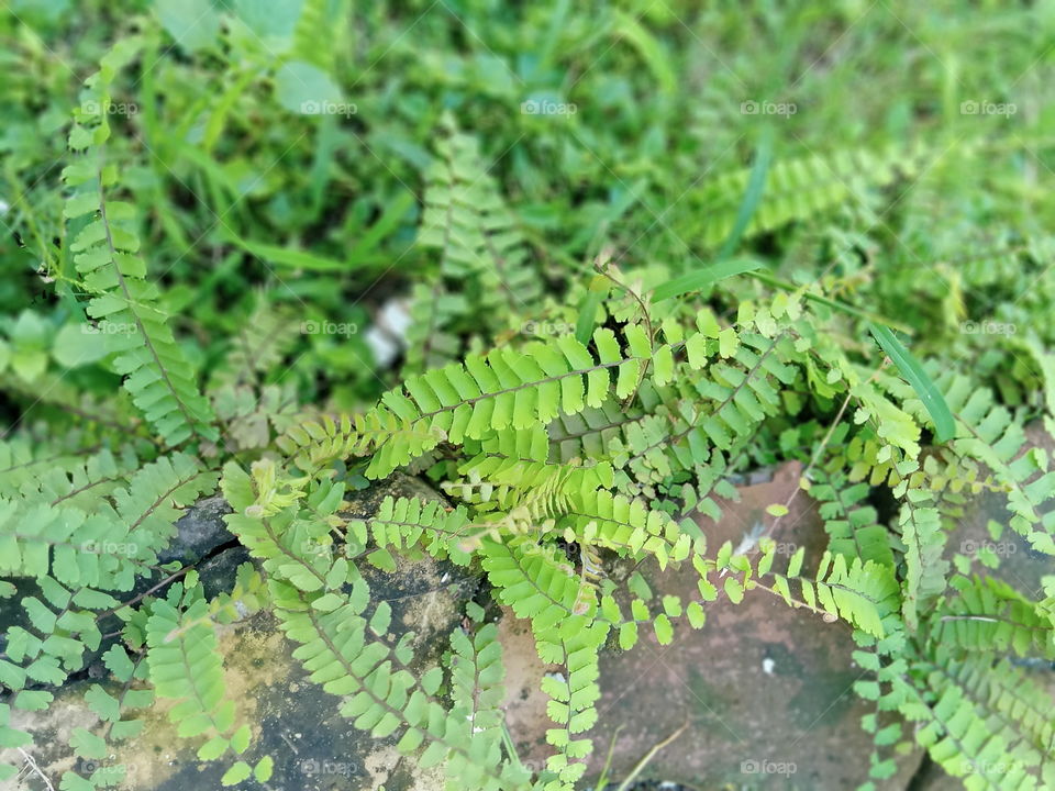 Green everywhere in monsoon