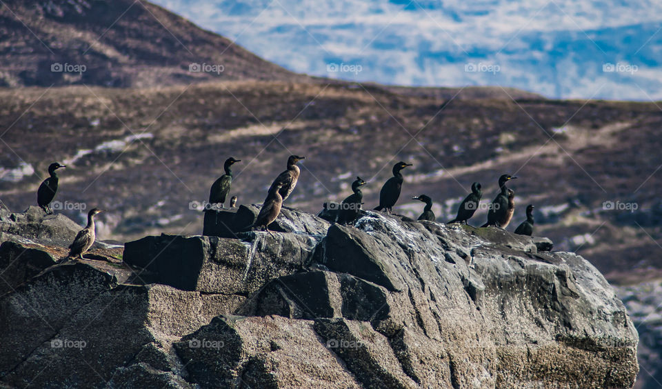 Seabirds up high on rocky coastline around Scotland 