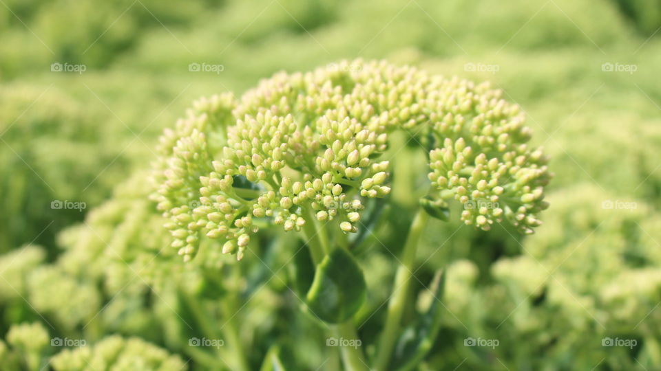 Close-up of plant