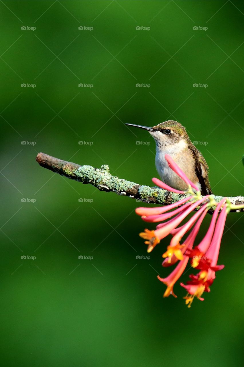 hummingbird