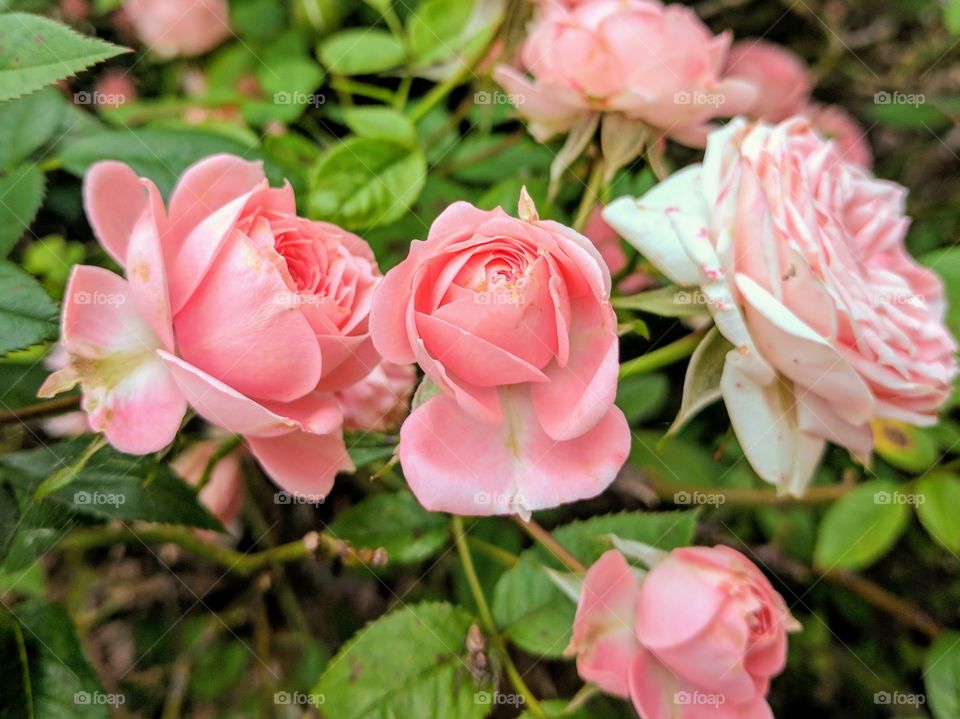Tiny pink roses