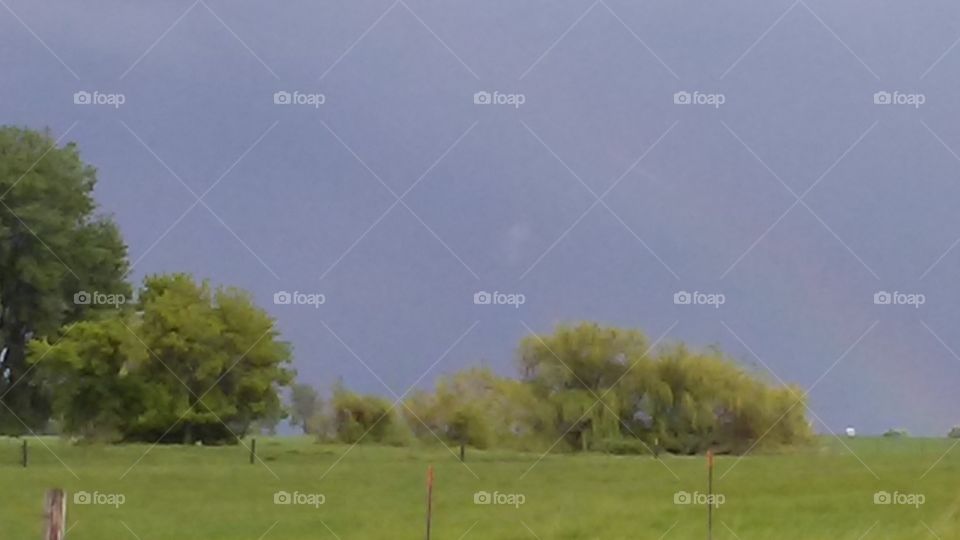 Landscape, Tree, Grass, Daylight, Outdoors