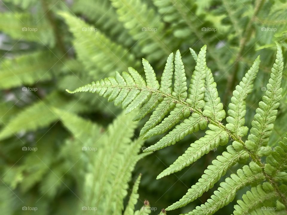 Fern