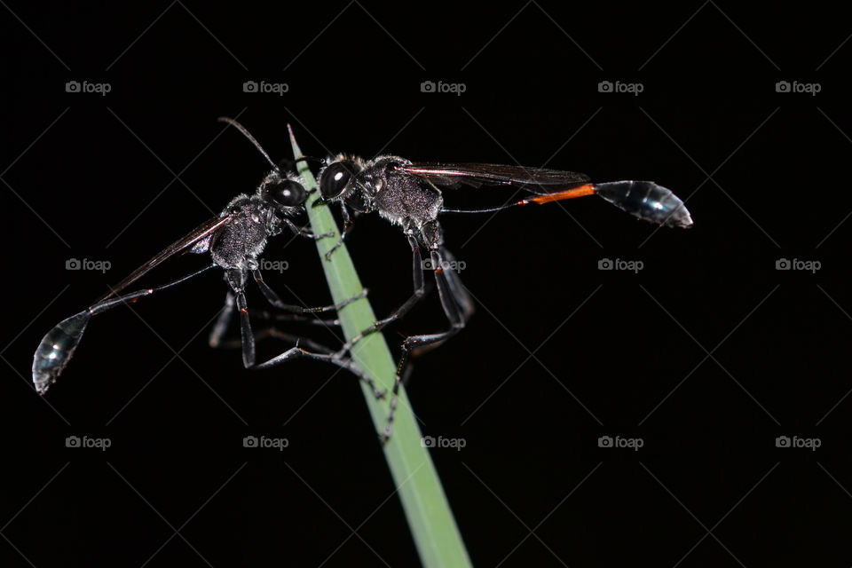 Thread-waisted wasps