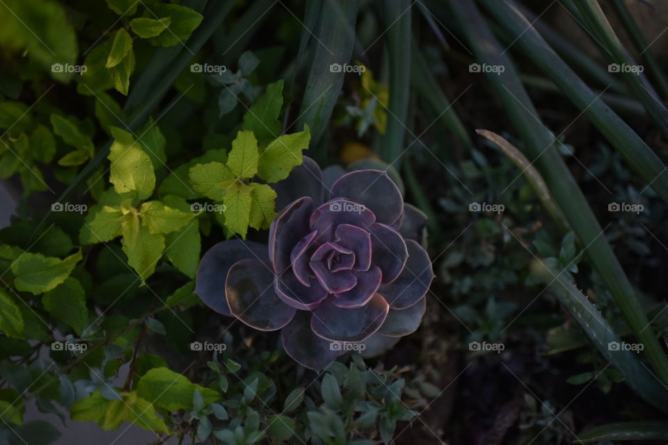 Purple Echeveria