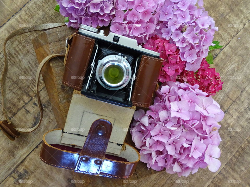 Old camera with hydrangea