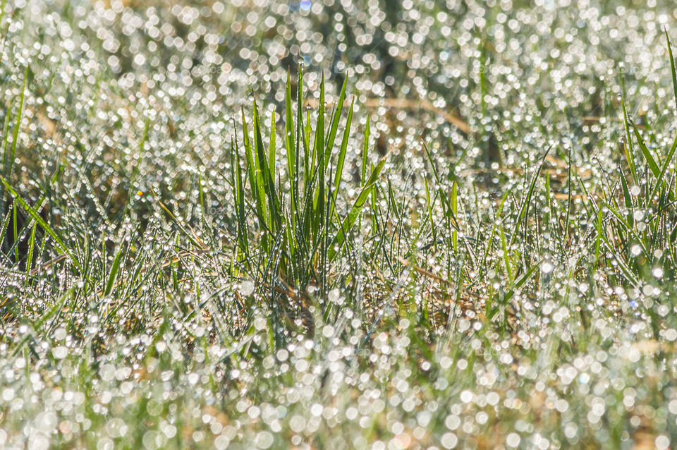Morning dew on the grass