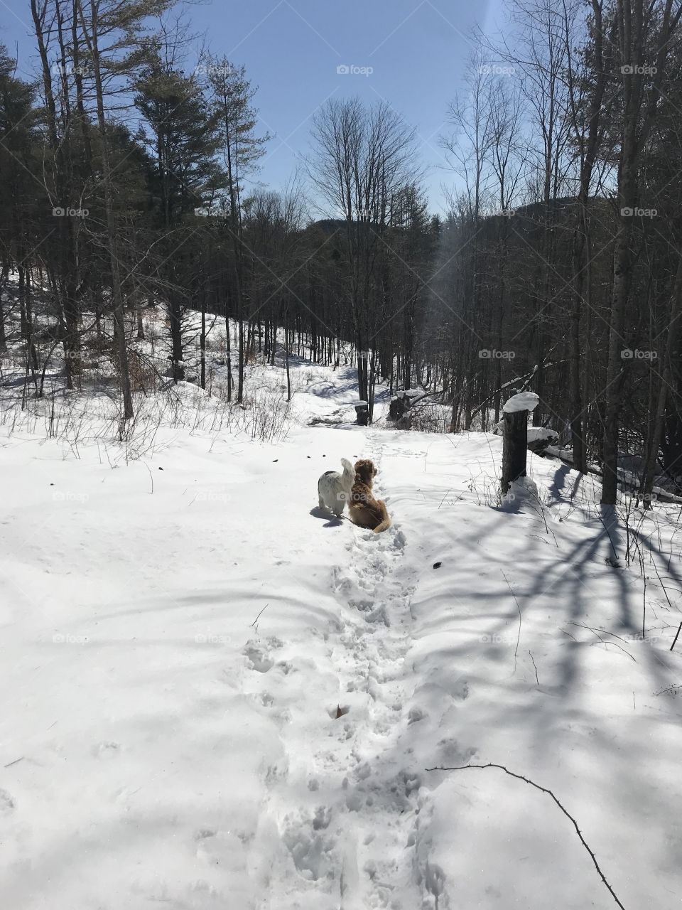 Snowshoe with the pups 