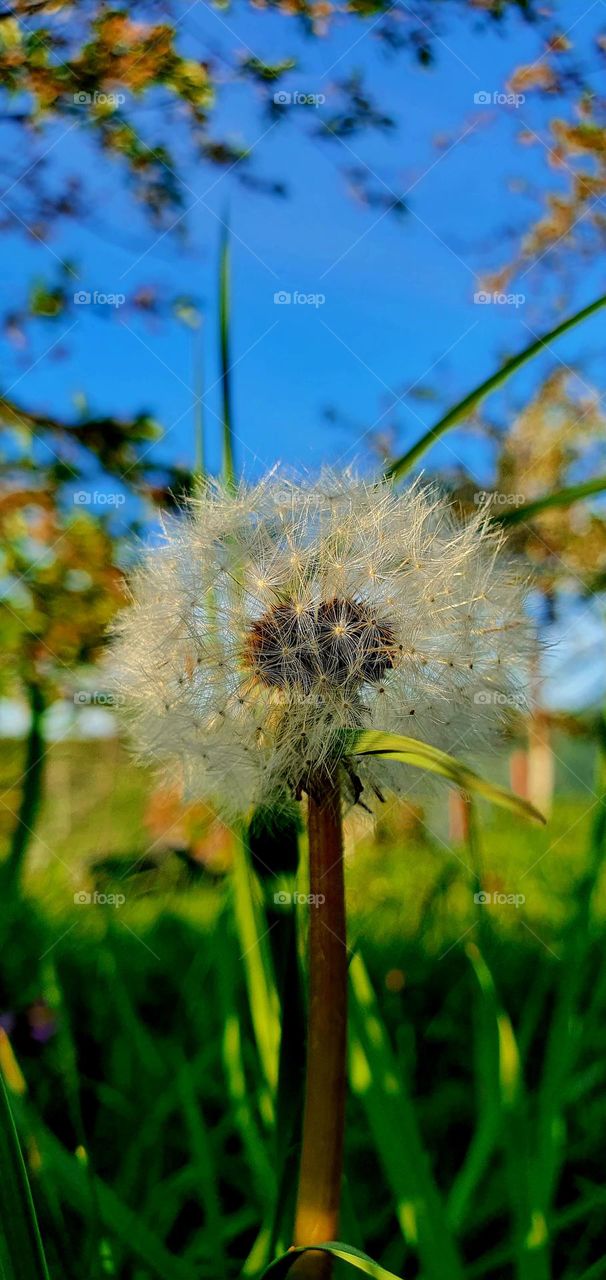 Dandelion 💮