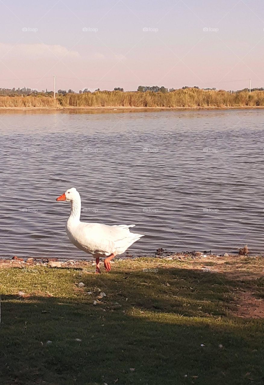 el ganso solitario y la laguna