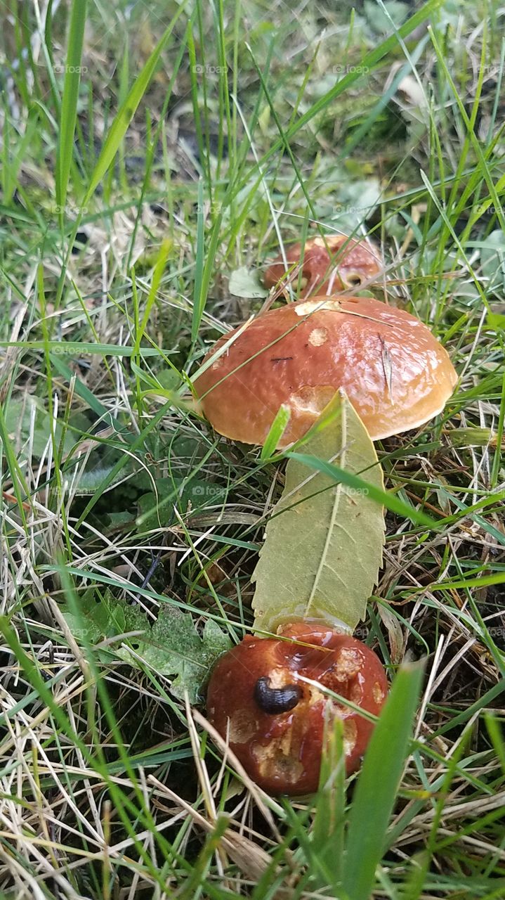 Cool Mushrooms