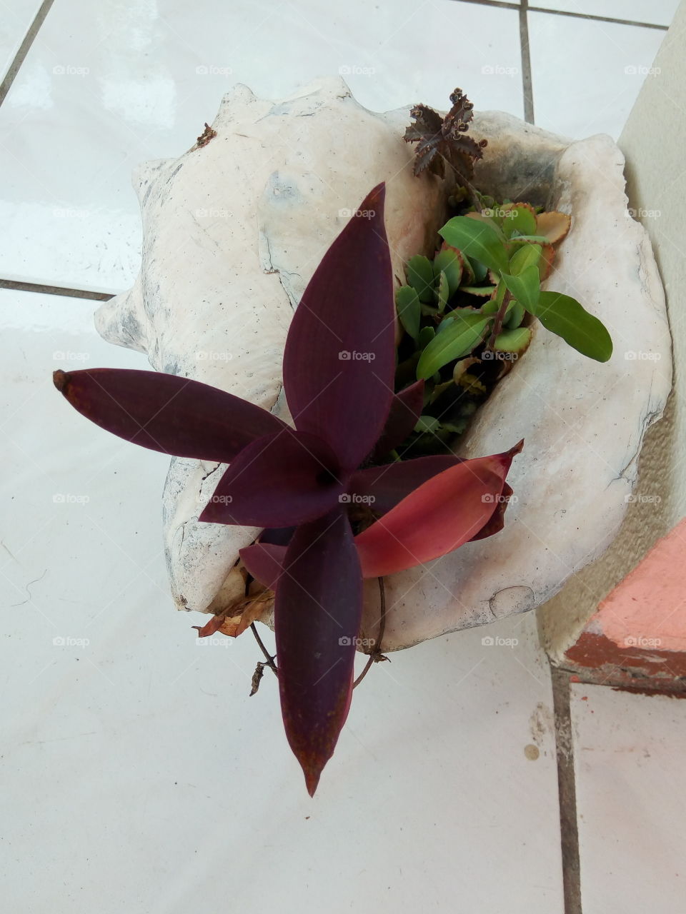 flower in a sea shell
