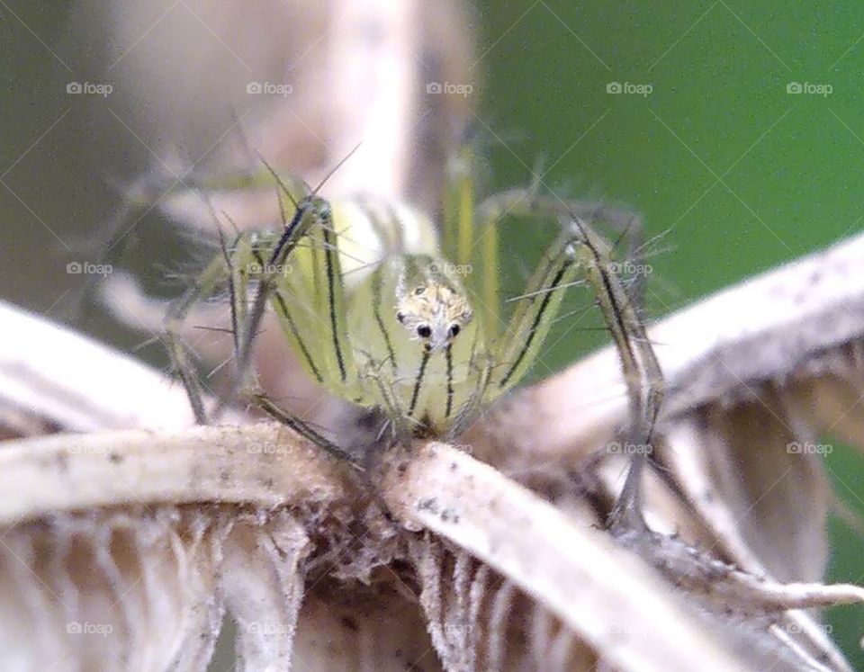 jumper spider