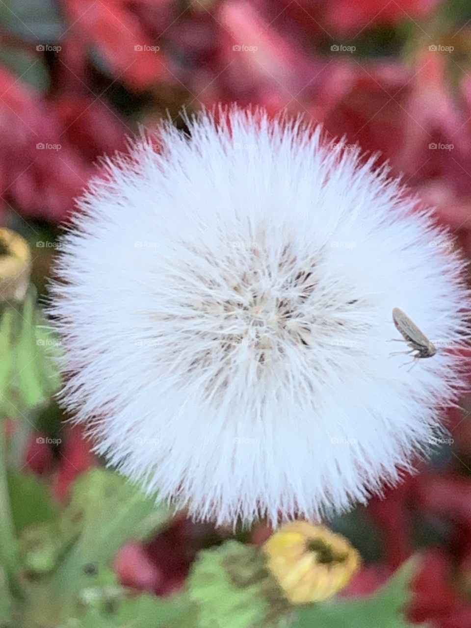 Wildflower in my yard