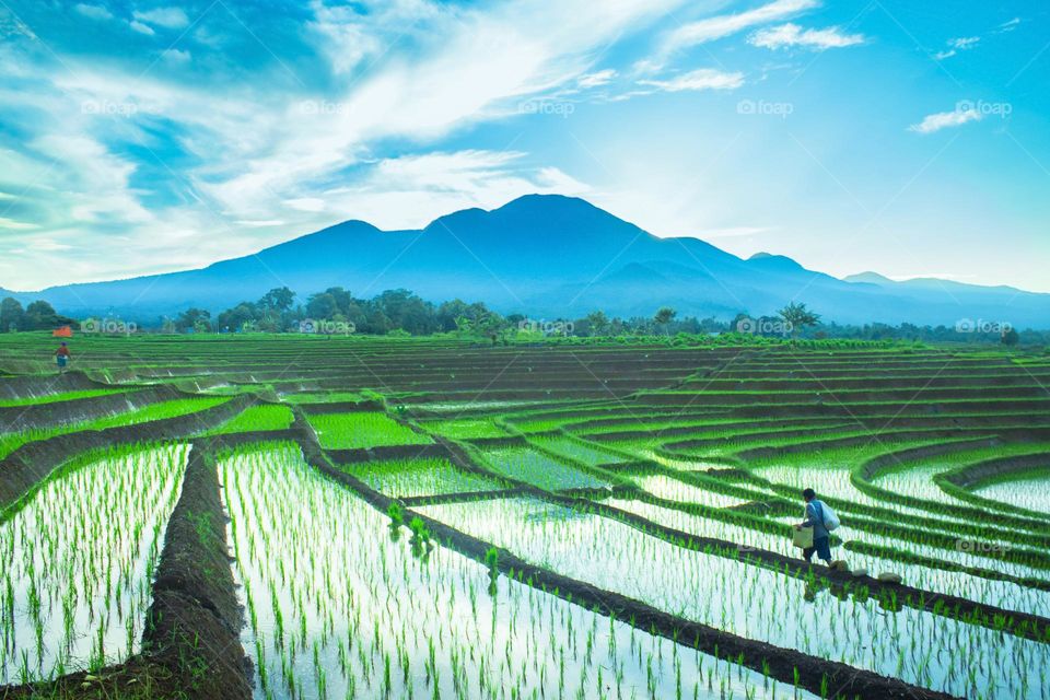 farmers in the morning