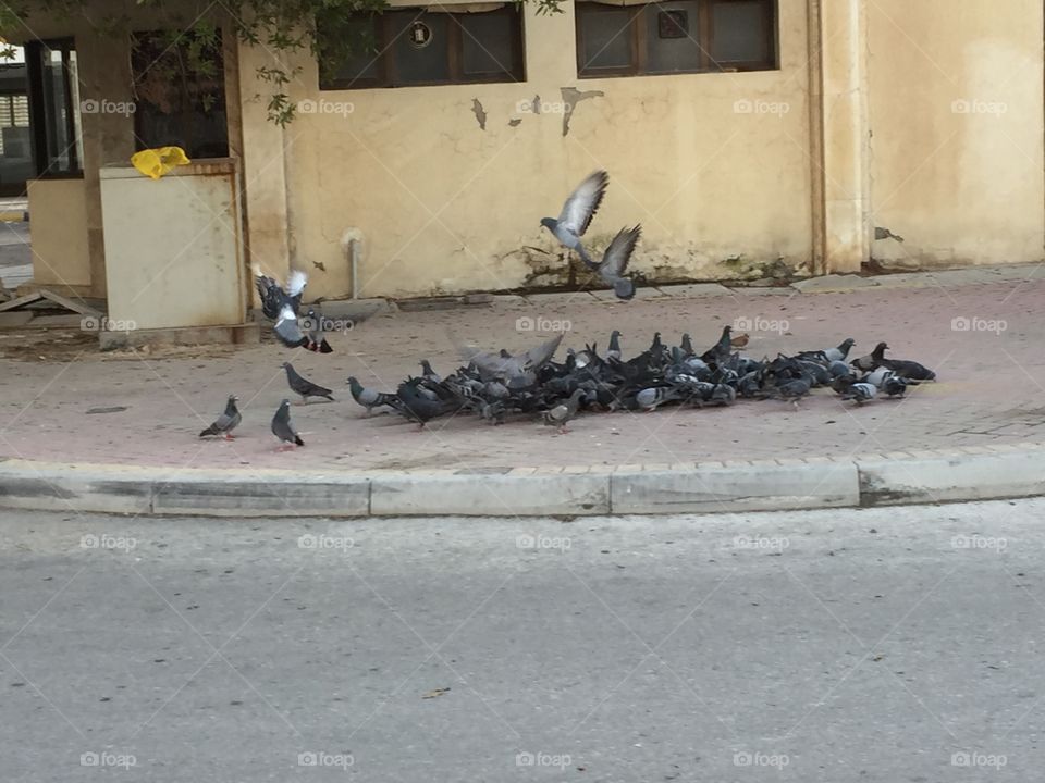 Bahrain birds 