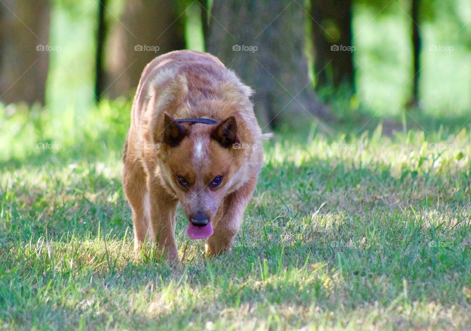 Summer Pets - a Red Heeler / Australian Cattle Dog intent on retrieving a toy 