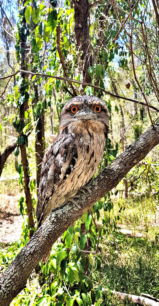 Twany frogmouth