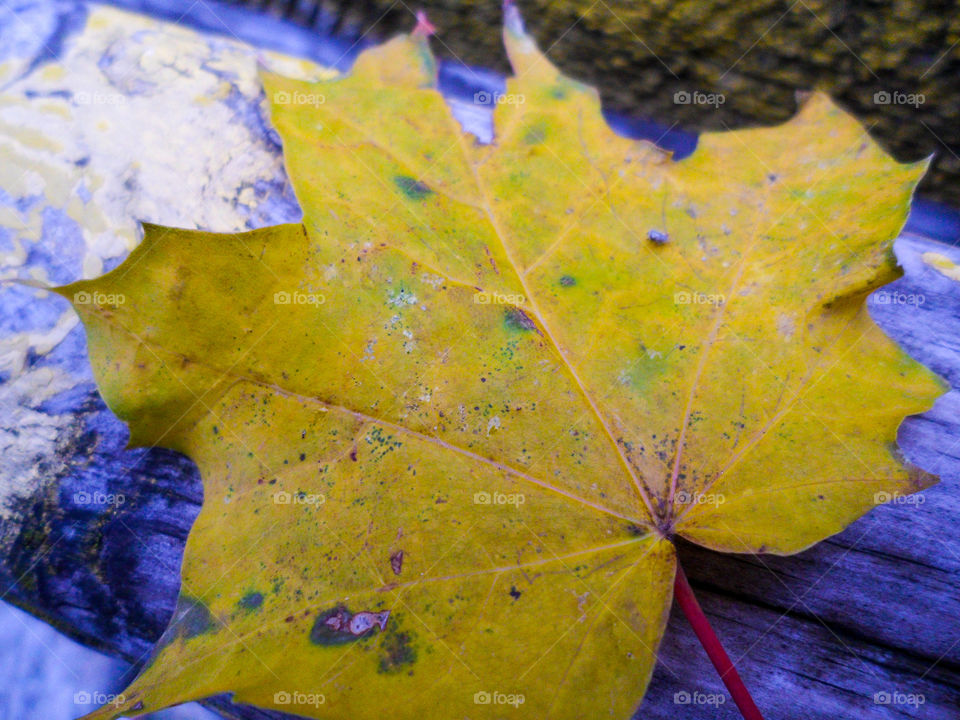 yellow autumn leaf