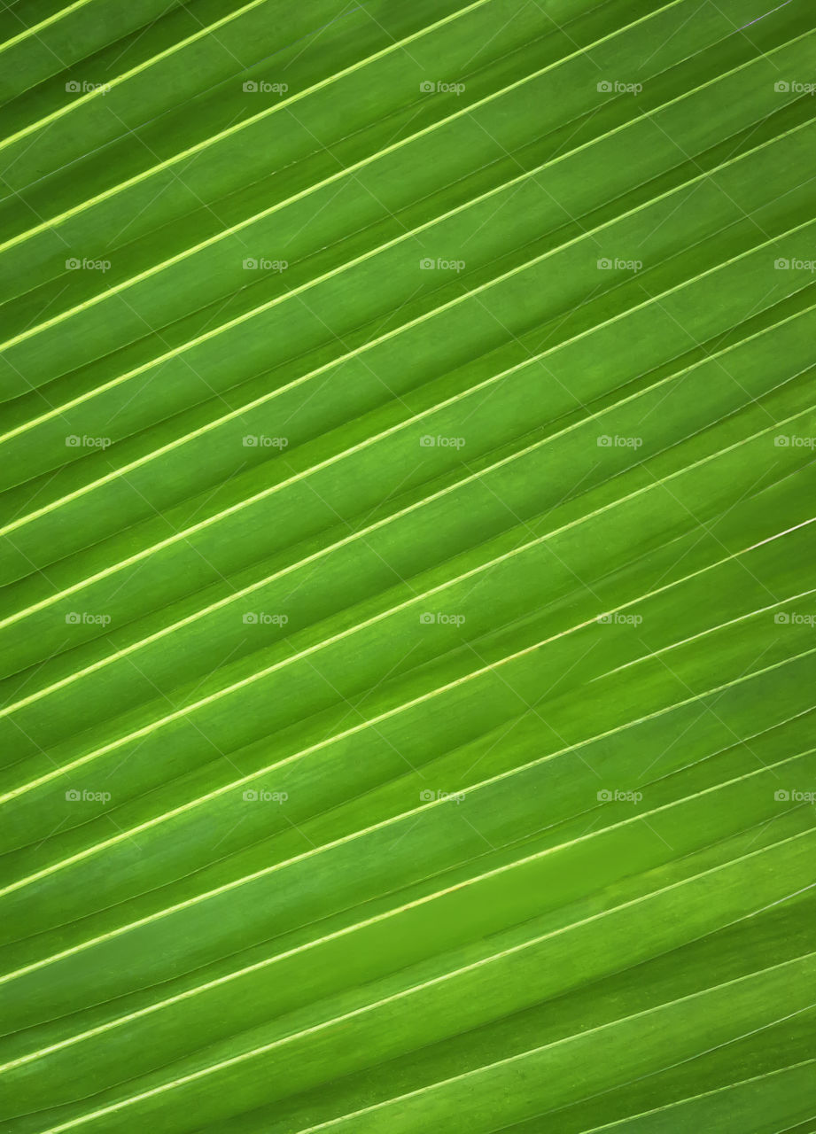 Green leaf pattern of palm tree