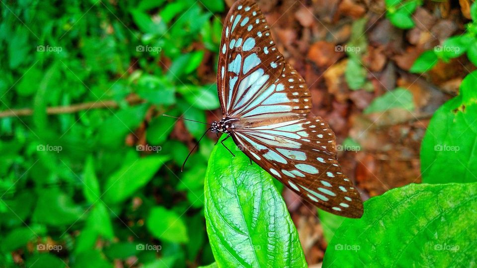 Parantica aglea butterfly perched on a leaf.