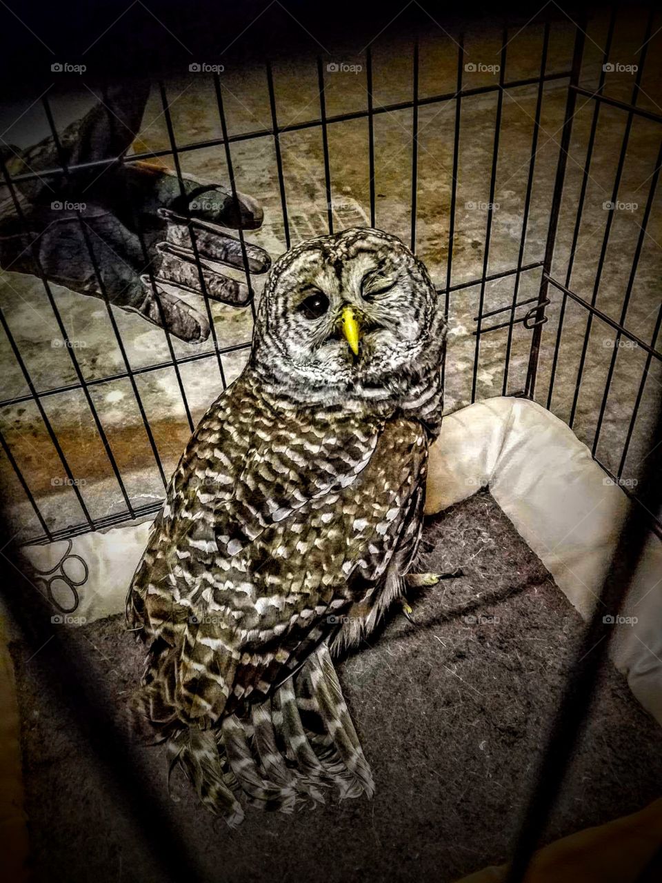 rescued owl