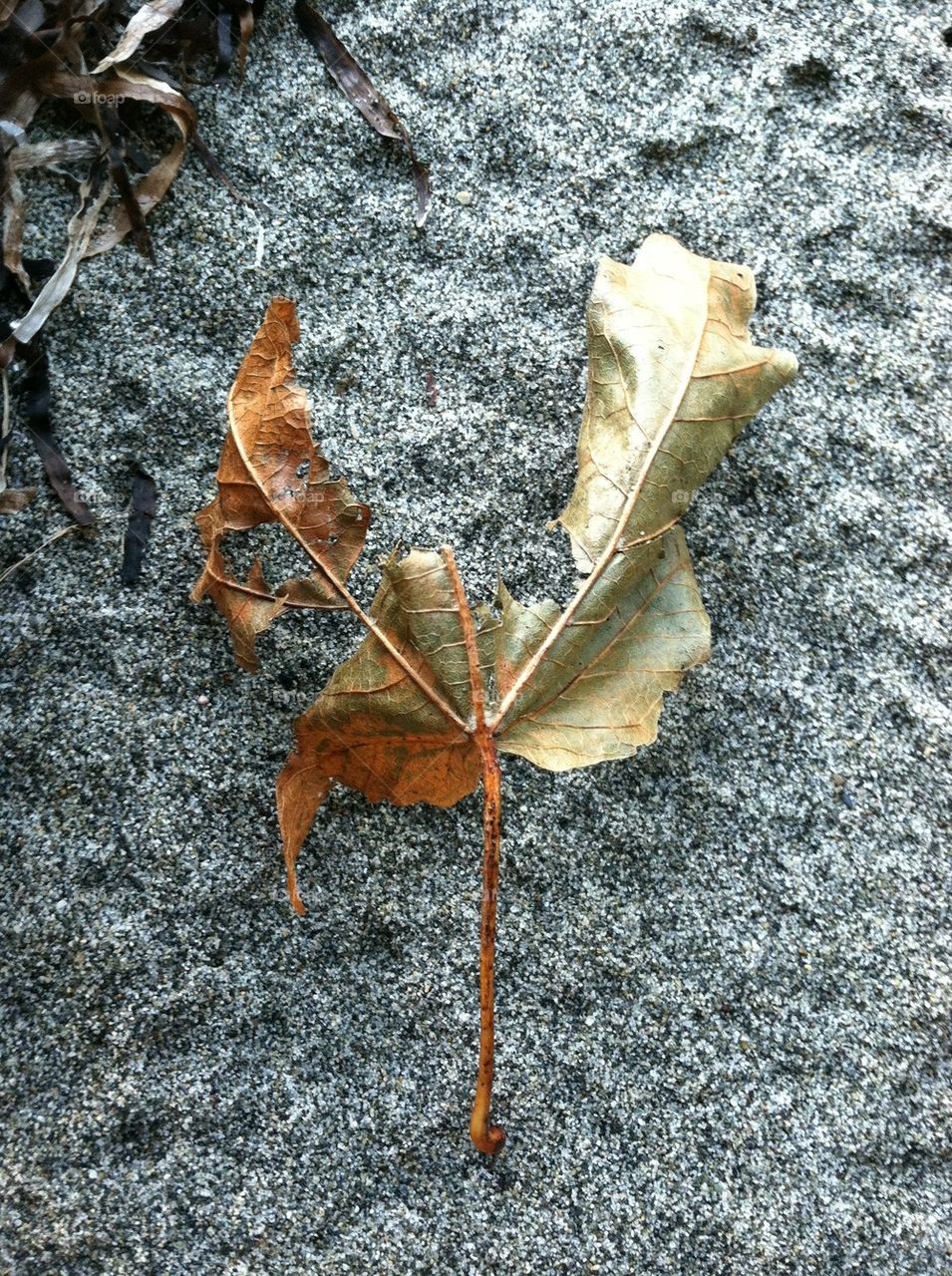 Dead leaf on the beach.