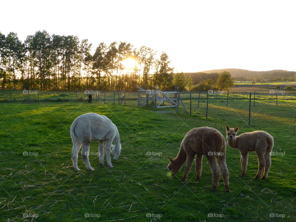 Alpacas grazing on grassy field at sunset