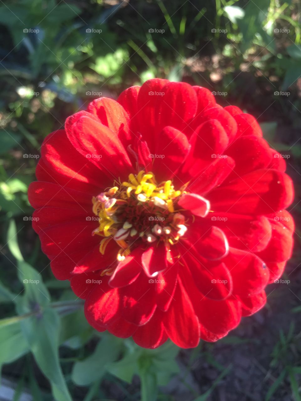 Ermosa flor roja