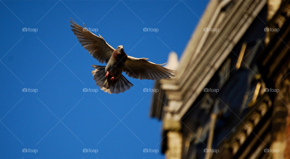 Flying pigeon