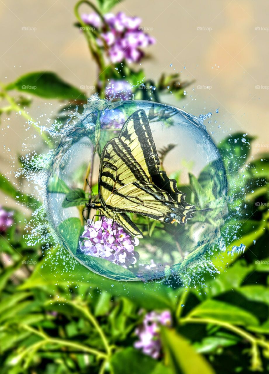 butterfly on a flower