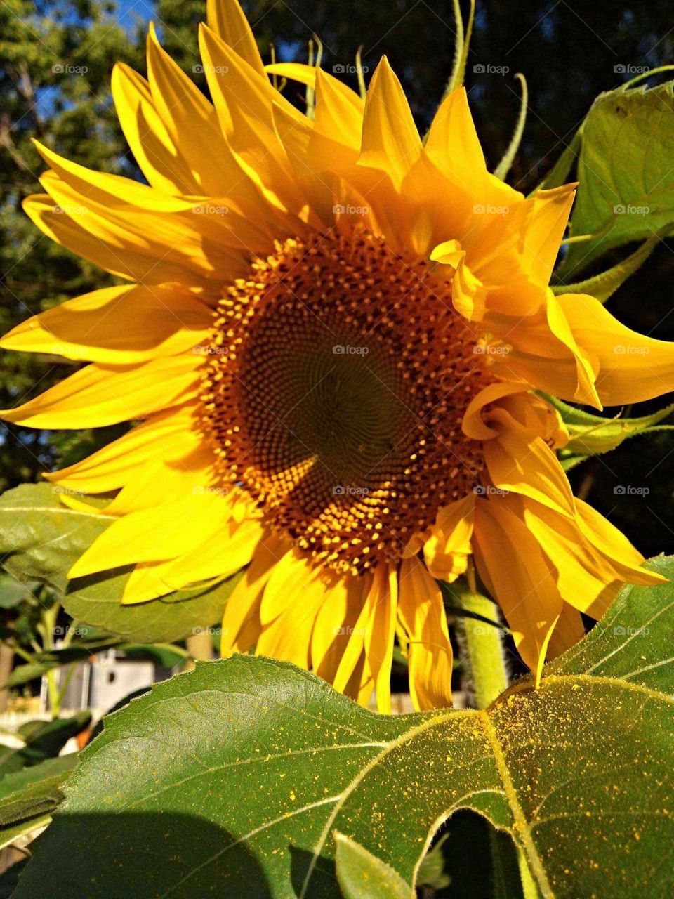 sunflower