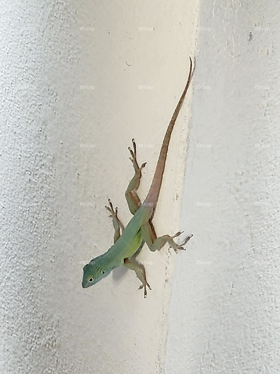 Jamaican lizard 🦎