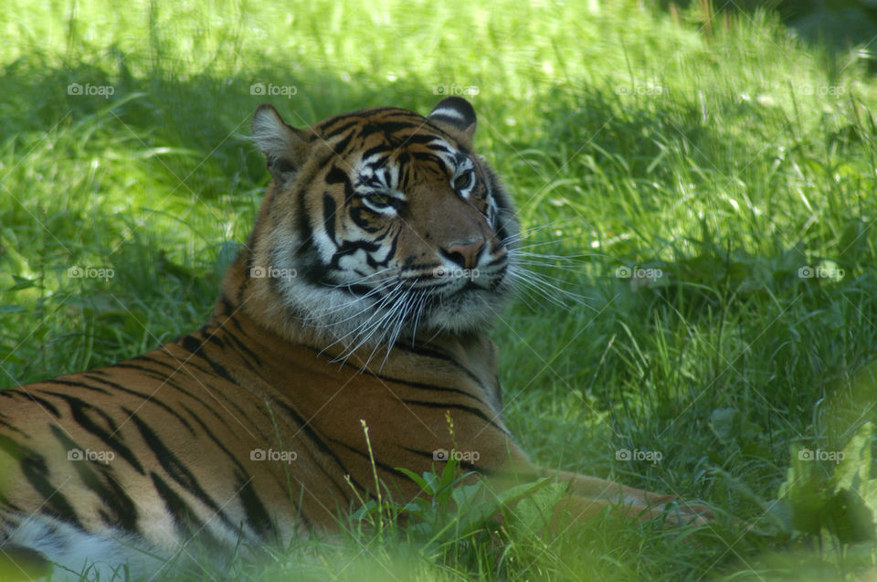 grass tiger zoo nice by stevephot