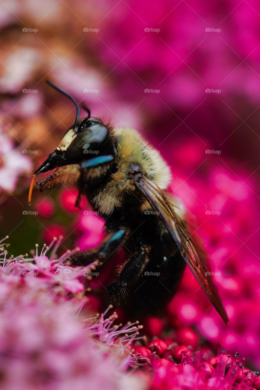 bee