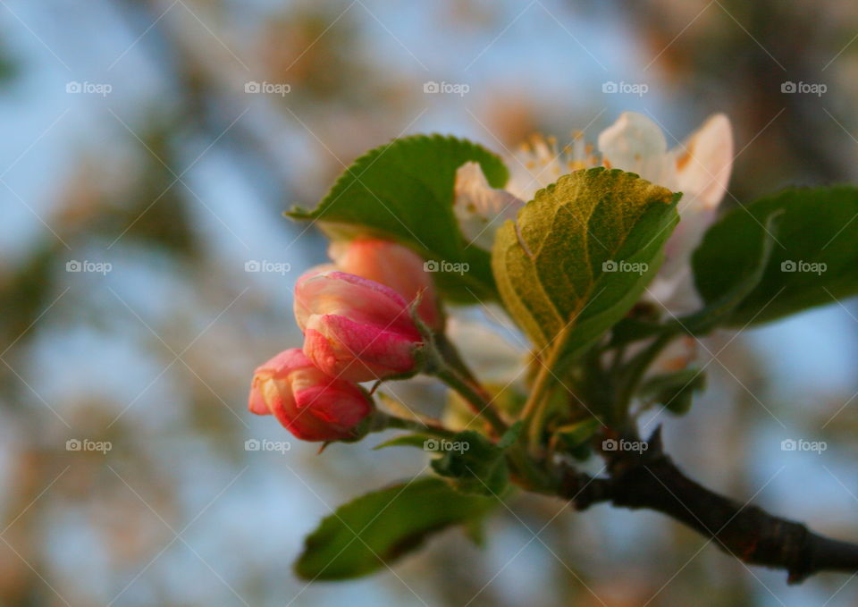 Apple Tree Blooms